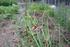1 Allium cepa Aggregatum-Grp. Schalotte Alliaceae - Zwiebelgewächse. 2 Allium cepa Cepa-Grp. Speisezwiebel Alliaceae - Zwiebelgewächse