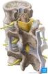 Muskulatur und knöcherne Strukturen der Anatomie Vivo