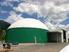 Zuckerrüben für Biogas eine echte Alternative?