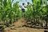 MaisTer Power: eine Terbuthylazin- freie Lösung zur Bekämpfung von Ungräsern und Unkräutern in Mais