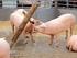 Beschäftigungsmaterial für Schweine Ein wesentlicher Beitrag zum Tierwohl. Tiergesundheitsdienst