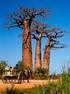 Insel der Lemuren und Baobabs