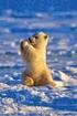 Bei Eis und Schnee, du glaubst es kaum, hat Papa Eisbär einen. Traum: Die Sonne scheint ihm auf den Bauch und warme Tatzen