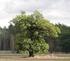 Verordnung zum Schutz der Bäume als geschützte Landschaftsbestandteile der Landeshauptstadt Potsdam (Potsdamer Baumschutzverordnung PBaumSchV)
