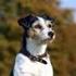 Zuchtordnung. Jack Russell Terrier Verein e.v. angeschlossen dem JRTC of GB. 1 Zuchtzulassung