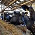 Handel will Mindestanforderungen zur Haltung von Milchkühen vorschreiben