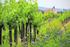 Herkunft und Verteilung von Pflanzenschutzmitteln im Grundwasser von Hardwald (Muttenz)