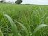 Weidelgras-Untersaaten in Wintergetreide zur GPS-Nutzung als Biogassubstrat