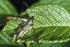 Die Kleinschmetterlinge der Ostfriesischen Inseln (Microlepidoptera)