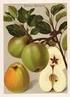 Neue Erkenntnisse über die Inhaltsstoffe des Apfels Teil 4: Gesundheitliche Aspekte des Apfelkonsums