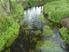 3270 Flüsse mit Schlammbänken mit Vegetation des Chenopodion rubri p. p. und des Bidention p. p.