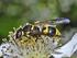 Bienen- und Wespenzönosen (Hymenoptera Aculeata) ausgewählter Steillagenweinberge im Saale-Unstrut-Gebiet (Sachsen-Anhalt)