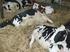 Botulismus. Chronischer Botulismus. Was ist uns die Gesunderhaltung unserer Kühe wert? von Prof. Dr. Friedrich Weißbach