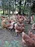 Haltungssysteme für Hühner: Legehennen