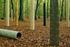 BMBF-Förderschwerpunkt Nachhaltige Waldwirtschaft