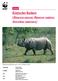 Asiatisches Nashorn. (Rhinoceros unicornis, Rhinoceros sondaicus, Dicerorhinus sumatrensis) Factsheet