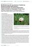 The relevance of genetic diversity in reintroduction projects studies of Dwarf Bulrush (Typha minima) in Tiroler Lech Nature Park