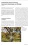 Traubeneiche (Quercus petraea): Systematik, Morphologie und Ökologie