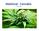 Medizinal - Cannabis V. Marten