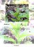 Bingelkraut. Botanischer Name: Mercurialis perennis. Familie: Euphorbiaceae (Wolfsmilchgewächse)