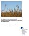 Der Schilfgürtel im Naturschutzgebiet Rheindelta Veränderung der seeseitigen Bestandsgrenze von 2001 bis 2006 Eine Luftbildauswertung