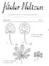 lefer Nalizen -----CJ CJ zur Pflanzenkunde in Schleswig - Holstein Jahrgang 1969 Heft 4 a) Ranunculus ficaria b) Caltha palustris