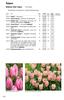 Tulpen. Einfache frühe Tulpe 'Aafke ' 60 Stück, Freilandblüte ab Anfang April, niedrig für Beetpflanzung.