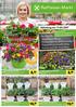 Bestellaktion. Balkon- und Gemüsepflanzen Raiffeisen-Markt 2, 89 19, Kräuter in Gärtnerqualität im großen 14 cm Topf