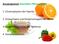 Kursprogramm Sekundäre Pflanzenstoffe. 2. Drüsenhaare und Drüsenschuppen der Minze. 3. LysigeneÖlbehälter der Apfelsine
