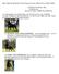 Most Popular Rottweiler Stud Dogs and their Blood lines ( ) Compiled By Dhanu Roy Xcellsa.com Source of Data- ADRK Stud Records