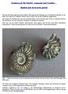 Steinkern.de für Kinder: Ammonit und Nautilus. ähnlich und doch nicht gleich!