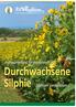 Anbauanleitung für die Aussaat von. Durchwachsene Silphie Silphium perfoliatum L.