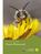 Unsere Bienenwelt. Diese Publikation wurde gefördert durch das Ministerium für Umwelt, Energie, Ernährung und Forsten Rheinland-Pfalz.