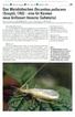 Das Weinhähnchen Oecanthus pellucens (Scopoli, 1763) - eine für Kärnten neue Grillenart (Insecta: Saltatoria)