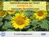 Herbizidstrategie bei neuen EXPRESS SX - toleranten Sonnenblumen