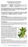 Produktspezifikation Lorbeerblätteröl Product data sheet of laurel leaf oil