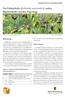Der Feldmaikäfer Melolontha melolontha L., andere Blatthornkäfer und ihre Engerlinge