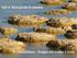 Teil 4: Biologische Evolution. Stromalithen. Stromatolithen - Zeugen des ersten Lebens