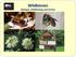 Wildbienen Biologie, Gefährdung und Schutz