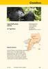 Uganda/Ruanda Gorilla