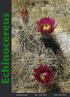 Echinocereus. Online-Journal Vol. 1 (4) 2013 ISSN