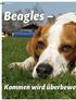MYTHEN BEAGLE. Beagles. Kommen wird überbewe. Hundemagazin WUFF 12/2016