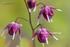 Der Elfen Lieblinge. Sie sind seltsame Gestalten im Pflanzenreich: Die zarten Elfenblumen (Epimedium) faszinieren