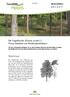 Die Vogelkirsche (Prunus avium L.) Praxis-Infoblatt zur Wertholzproduktion