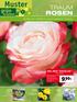 9. 99 TRAUM ROSEN. Edel-Rose 'Nostalgie ' Rosa-Hybride. Duftende Vielfalt & sommerliche Trends. Vielfalt erleben. Rosen Vielfalt.