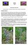 Notizen Dessau. Interessante Funde Eryngium planum, Leontodon saxatilis, Rumex scutatus, Vicia parviflora,