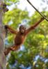 Malaysia. Highlights. Tierisches Abenteuer Borneo. 15 Tage ab Erw. ab Kind 1