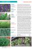 Neuheiten Kräuter-Jungpflanzen. Lavendel Forever-Blue Lavendula angustifolia Imperial-Gem Lavendula angustifolia. Minzen.
