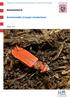 Hessisches Landesamt für Naturschutz, Umwelt und Geologie. Artensteckbrief. Scharlachkäfer (Cucujus cinnaberinus) Stand: 2017