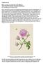 Bewusstseinswandel durch die Blume Maria Sibylla Merian und die Tradition des Blumenbildes Eine Ausstellung im Frankfurter Städel